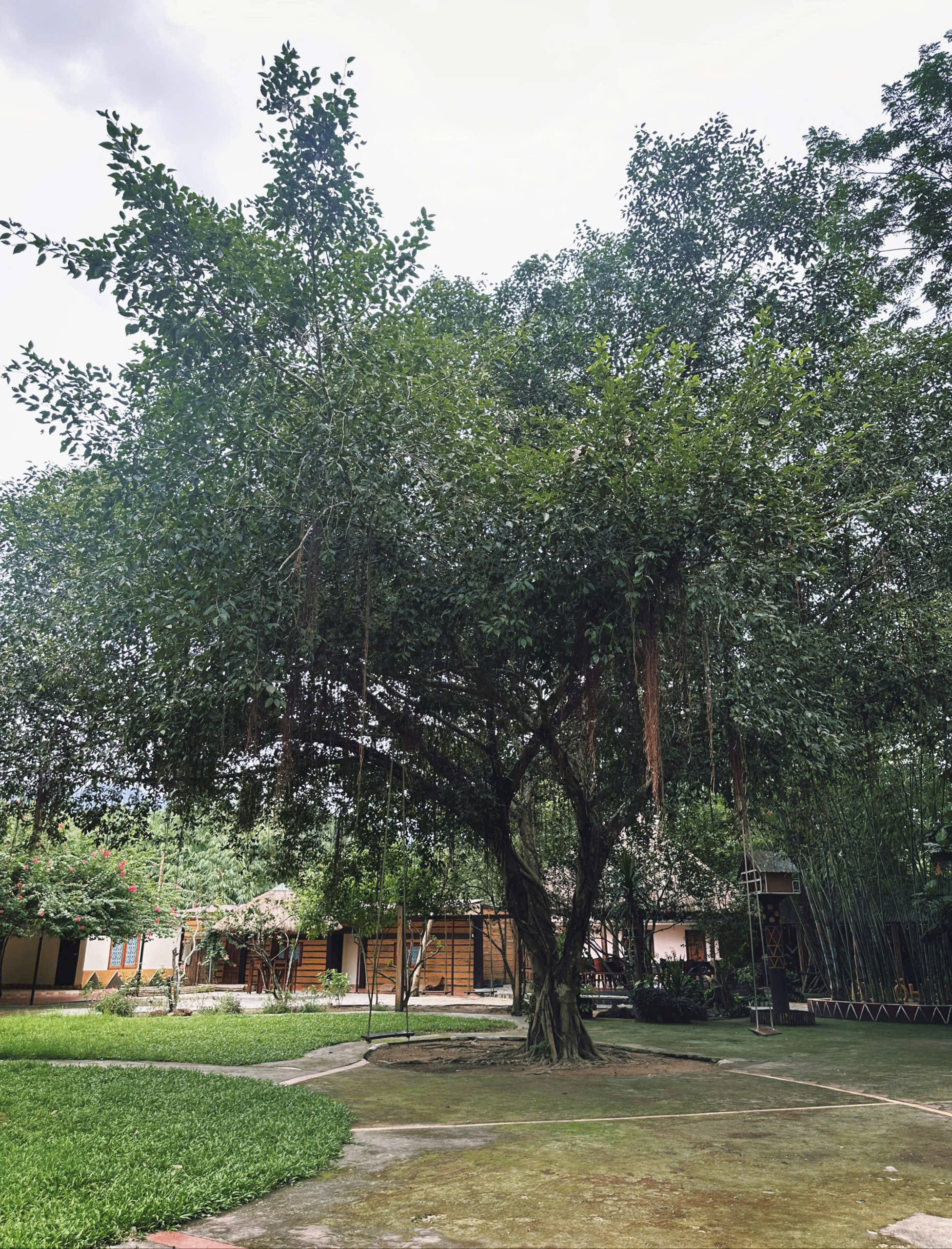 Cây ước nguyện tại Suối Đá Hòn Giao